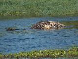 Africa 238 : Africa, Animal, Botswana, Crocodile, Hippopotamus, Mammal, Mombo, Okavango, Reptile